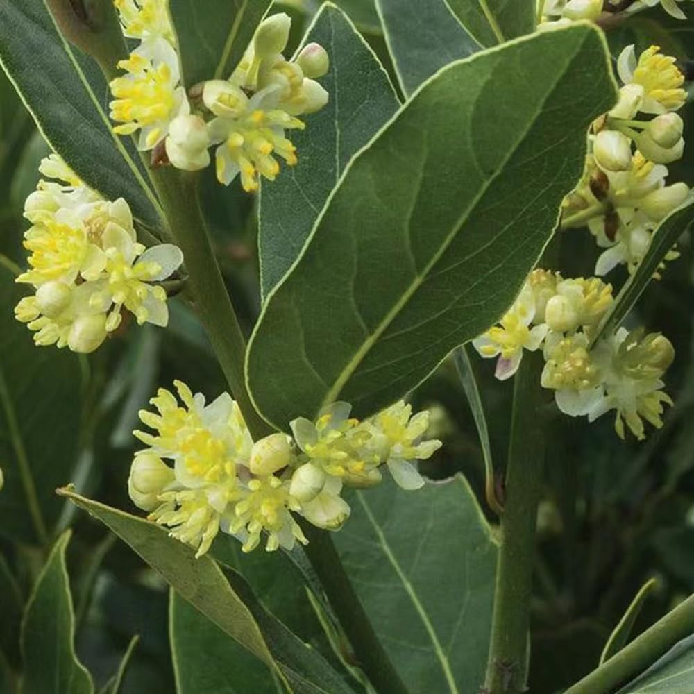 Lorbeerbaum, Schnell Wachsende Lorbeer, Immergrüne Winterhart Blühende 125Samen
