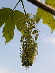 Berg-Ahorn (Acer Pseudoplatanus) 50 Samen (Heimischer Baum - Winterhart)