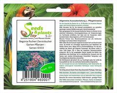 Stk - 10X Begonia Fischeri Ziersträucher Garten Pflanzen - Samen ID333 -