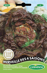 Kopfsalat MARVEL of WINTER, Mehrfarbig, EC6020