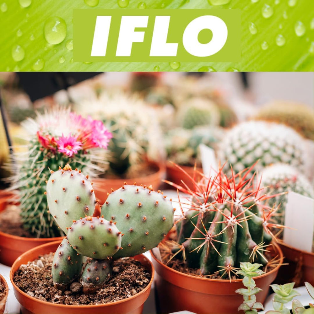 Iflo Pflegeleichte Mini-Kakteen Im Set, Handverlesener Mix Für Stilvolle Akzente, Töpfe (12)