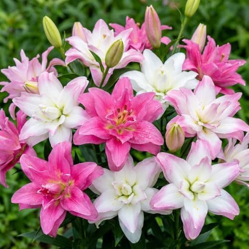 Bulbi de crini pereni rezistenți - Mix de lotus oriental - 10 bulbi - Bulbi de flori exclusivi din Olanda - Pentru grădină și ghiveci (Bulbi mari, fără semințe, nu artificiali)