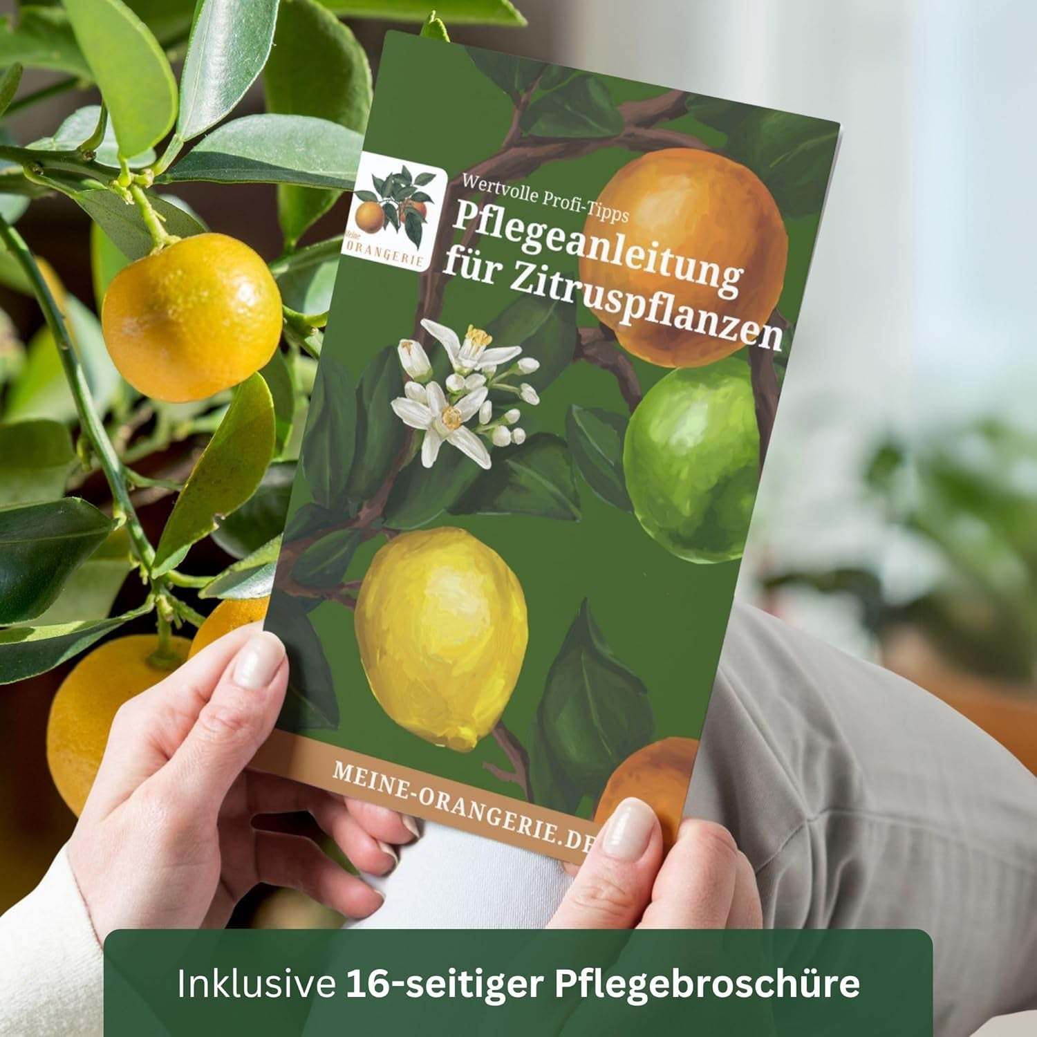 Portocalul din Oranjeria Mea - portocal adevărat - plantă de citrice - Citrus sinensis - Portocal - portocal altoit de calitate pentru grădinari (Mezzo [M])