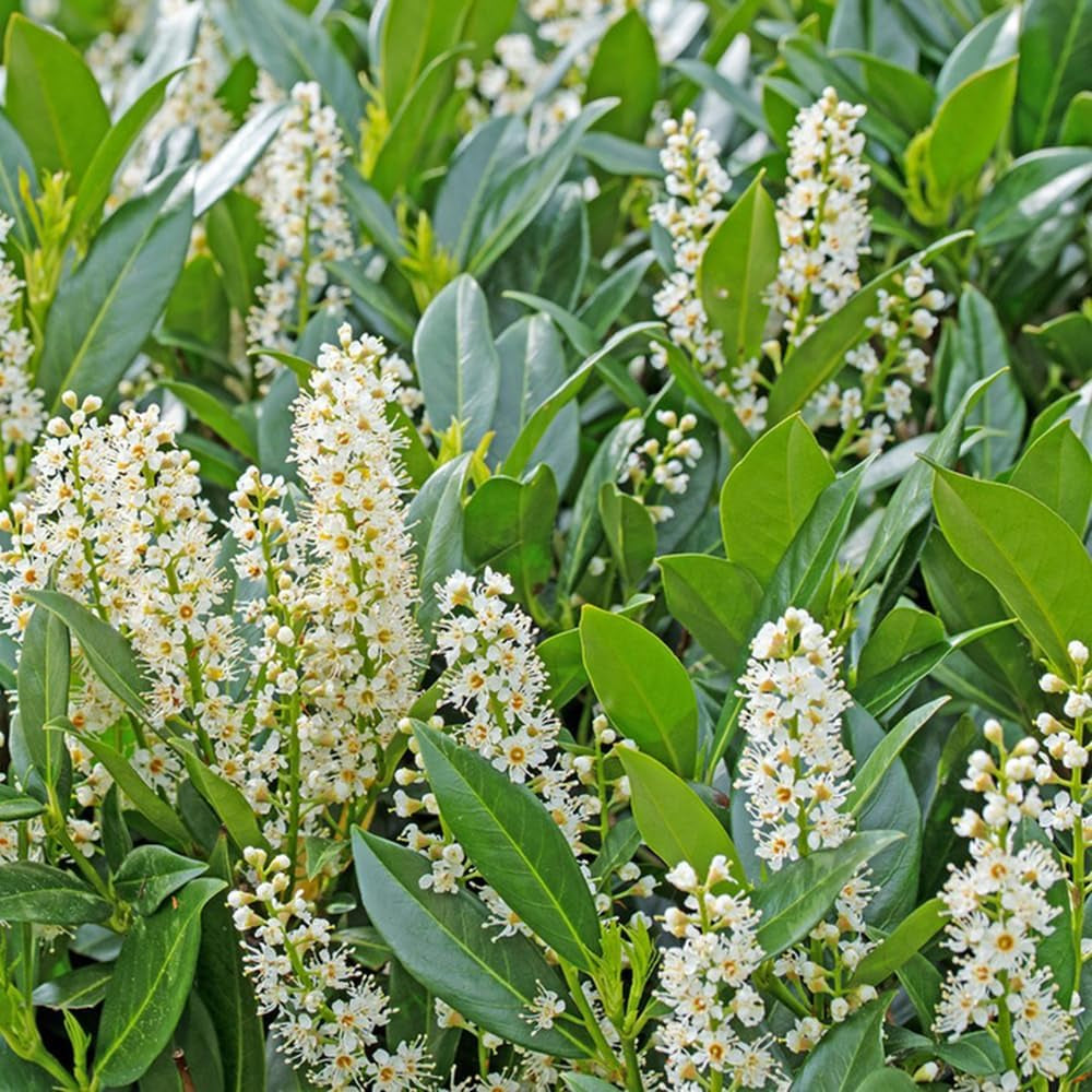 Kirschlorbeersamen, Für Draußen, Mehrjährig Hochbeete Für Garten, Winterhart, Alte Sorten 50Pcs