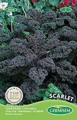 Grünkohl SCARLET