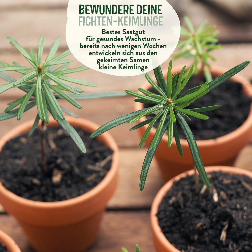 Weihnachtsbaum Anzucht Set I Tolle Geschenk-Idee, Wichtelgeschenke Weihnachten, Nikolausgeschenke Und Garten Geschenke I Weihnachtsbaum Aus Der Dose (Blaufichte 3)