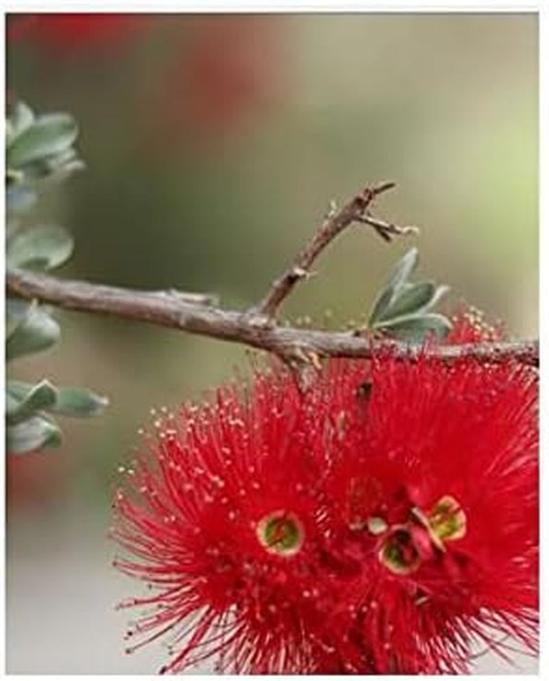 Stk - 30X Kunzea Baxteri Strauch Garten Pflanzen - Samen ID1399 -