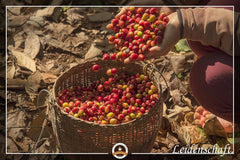 Kaffeebohnen Entkoffeiniert -  CREMA - 1000g Fein Gemahlen - für Espressokocher, Espressomaschine, Percolator - Schonend Gerösteter Bohnen-Kaffee Säurearm Ohne Koffein Blend