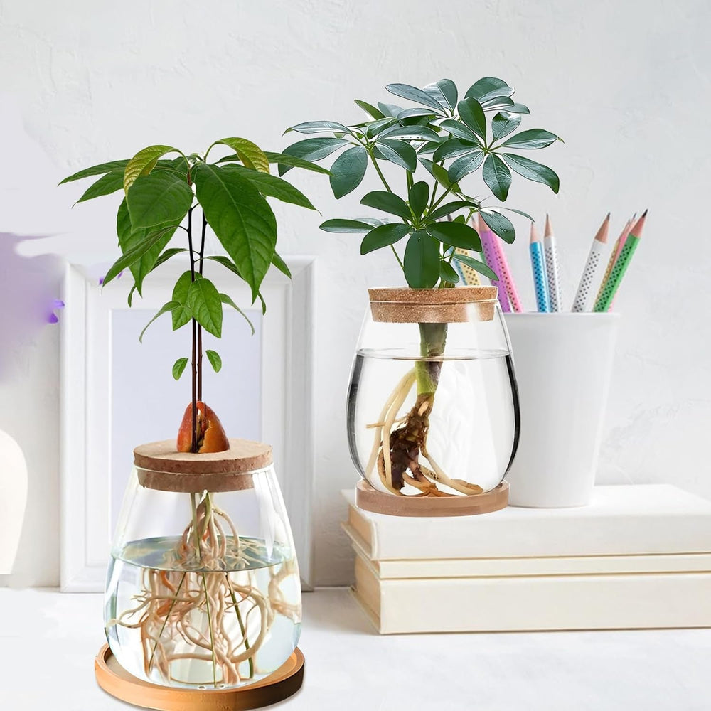 Stație de creștere a plantelor hidroponice, 12 x 11 cm, vază pentru semințe de avocado, ghiveci din sticlă, vază hidroponică din sticlă pentru plante acvatice sau flori, decor de masă pentru birou, 2 bucăți