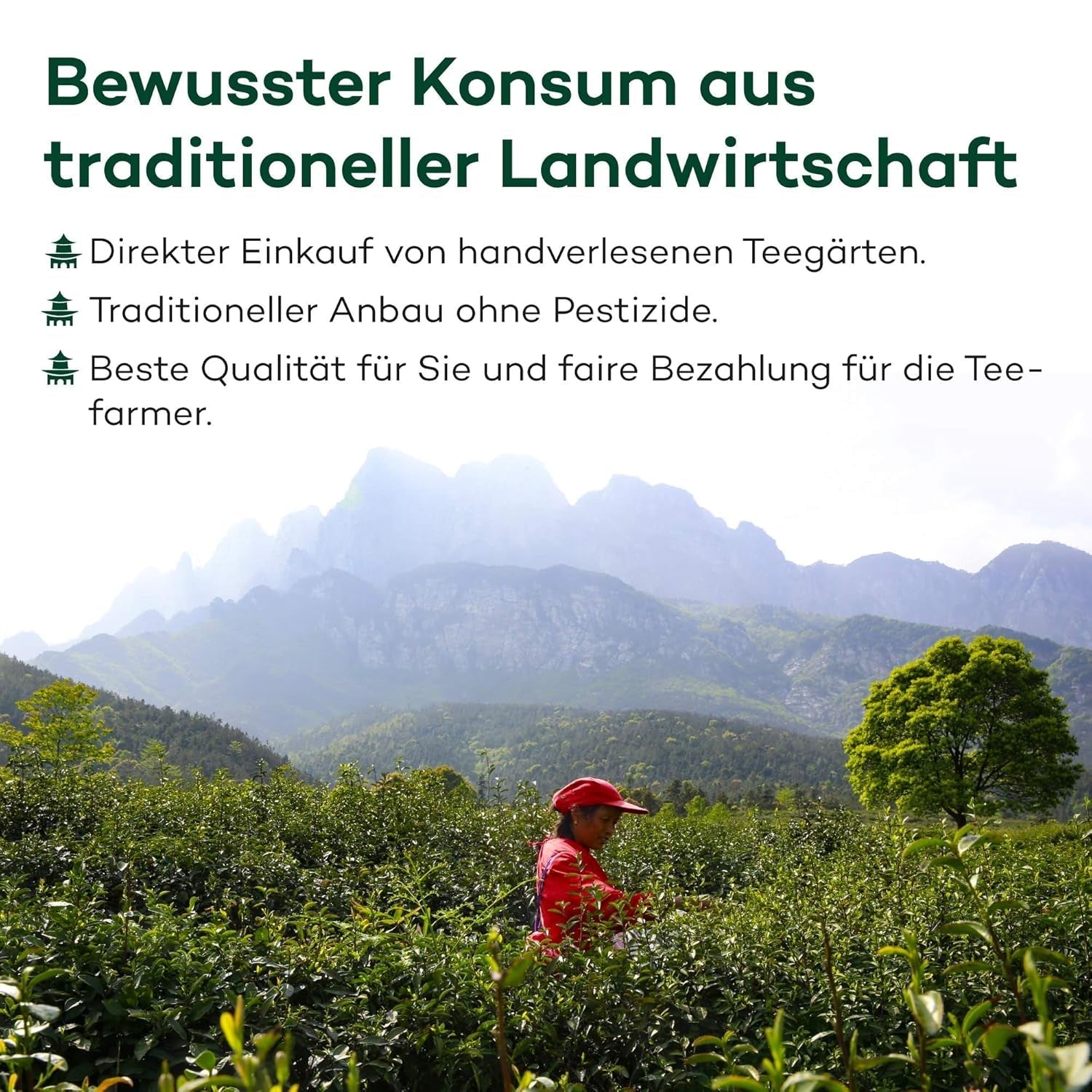 Ceai Oolong Da Hong Pao (organic) din Wuyishan, China | Recolta 2024 | Ceai Oolong organic chinezesc de înaltă calitate | Specialitate tradițională de ceai (50)