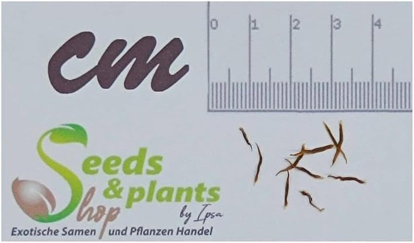 Stk - 10X Hechtia Montana Bromelie Garten Pflanzen - Samen ID577 -
