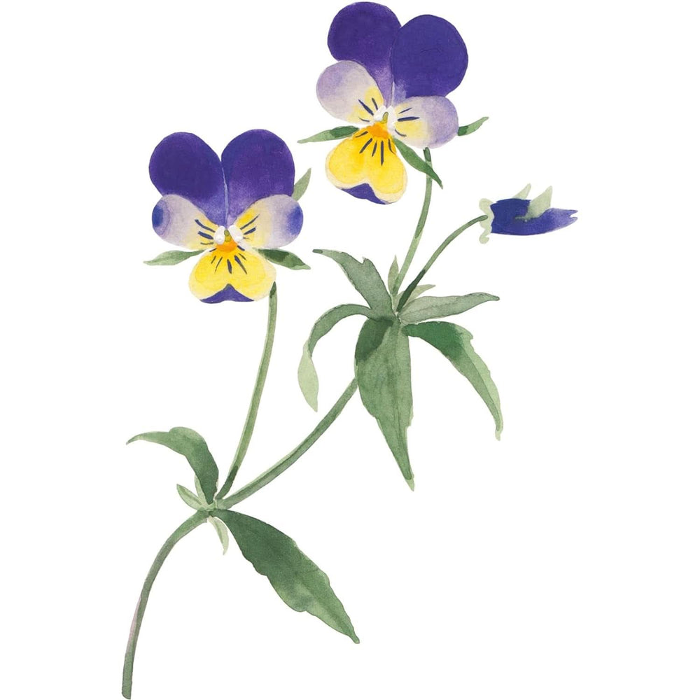 WELEDA Organic Skin Food Body Butter, Unisex-Körperpflegecreme zur Pflege trockener und rauer Haut, 150 ml Dusche und Bad Naty Shop