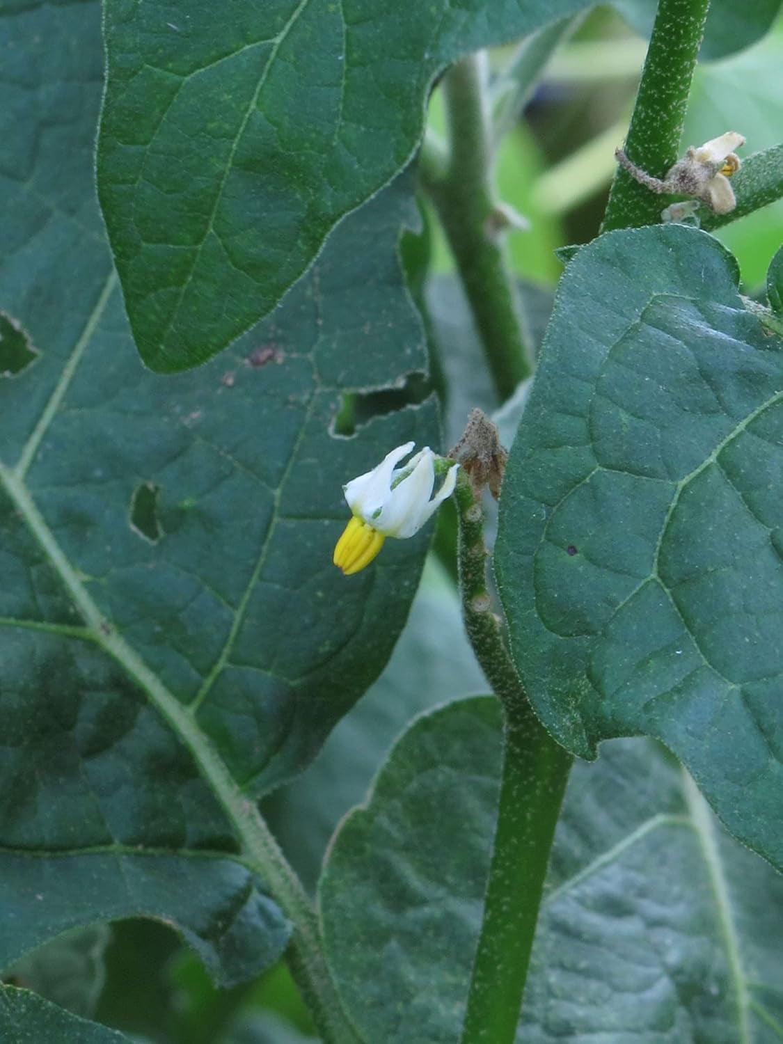 Äthiopische Eierfrucht (Solanum Aethiopicum) 20 Samen Afrikanische Sorte