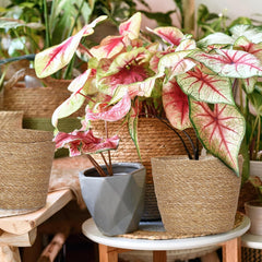 Ghiveci de flori Relaxdays din iarbă de mare, set de 3, rotund, pentru flori și ierburi, coș de plante cu folie, 3 dimensiuni, jardinieră, naturală