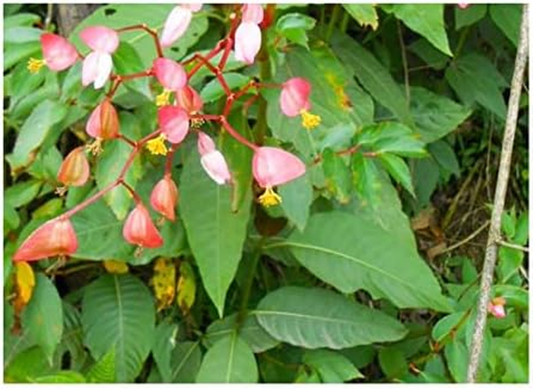 Stk - 10X Begonia Fischeri Ziersträucher Garten Pflanzen - Samen ID333 -