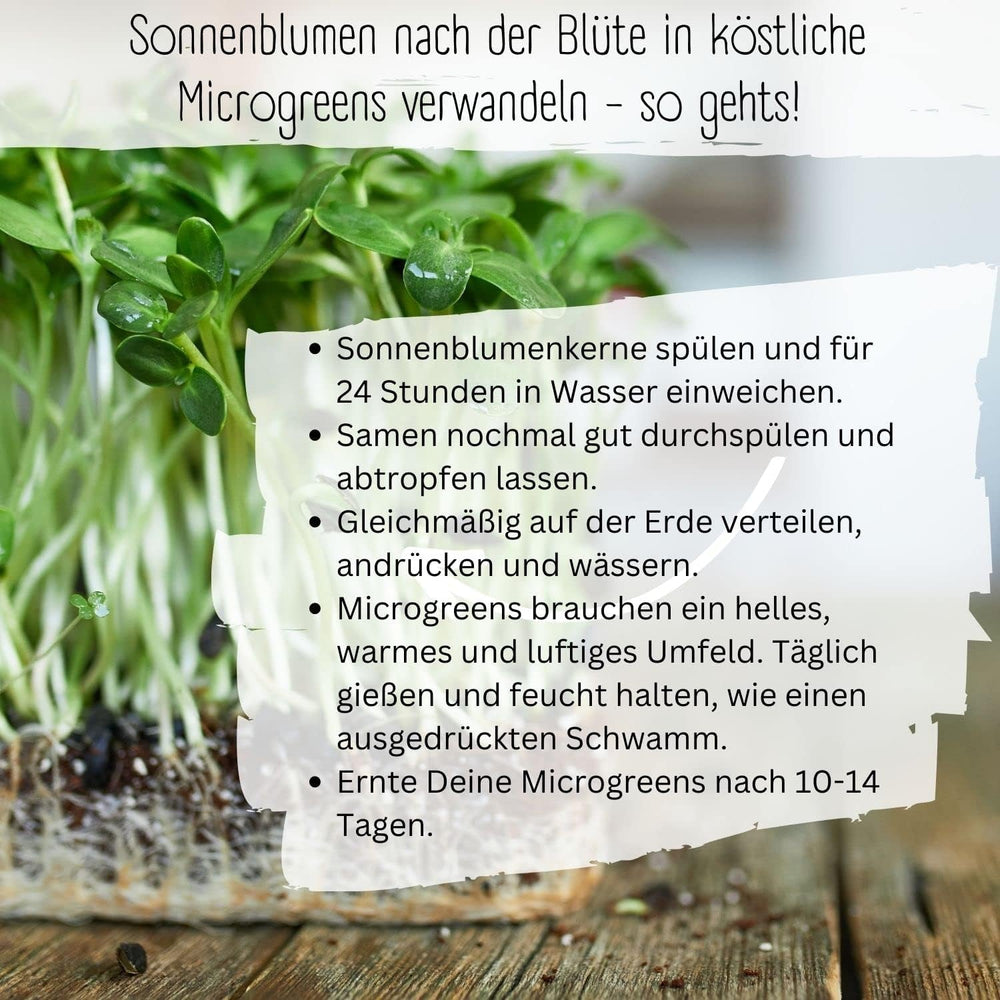 Semințe de floarea-soarelui organice, ramificate, 20 de semințe de floarea-soarelui cu o rată mare de germinare, semințe de floarea-soarelui pentru grădina, balconul, stratul de flori sau cadou pentru oaspeți. Semințe de flori cu polenizare liberă.