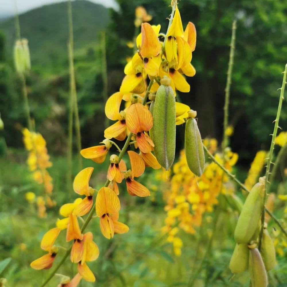 Crotalaria Cunninghamii, Kräutergarten Geschenk Crotalaria Pallida, Hochbeet Sträucher Winterhart Kräutersamen Heilkräuter Bio Schnellwachsende 50Samen