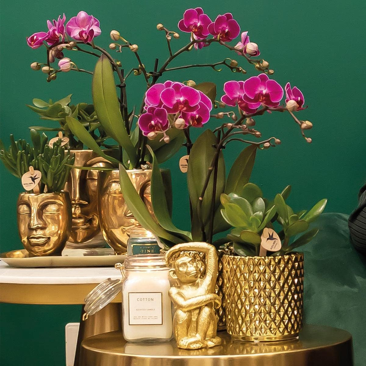 Kolibri Orchids | Lila Phalaenopsis-Orchidee - Morelia + Diamant-Dekotopf Gold - Topfgröße Ø9Cm - 35Cm Hoch | Blühende Zimmerpflanze - Frisch Vom Züchter