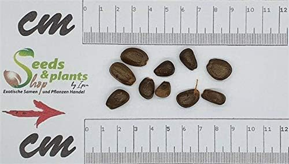 Stk - 10X Annona Cherimola Cherimoya Frucht Pflanzen - Samen ID240 -