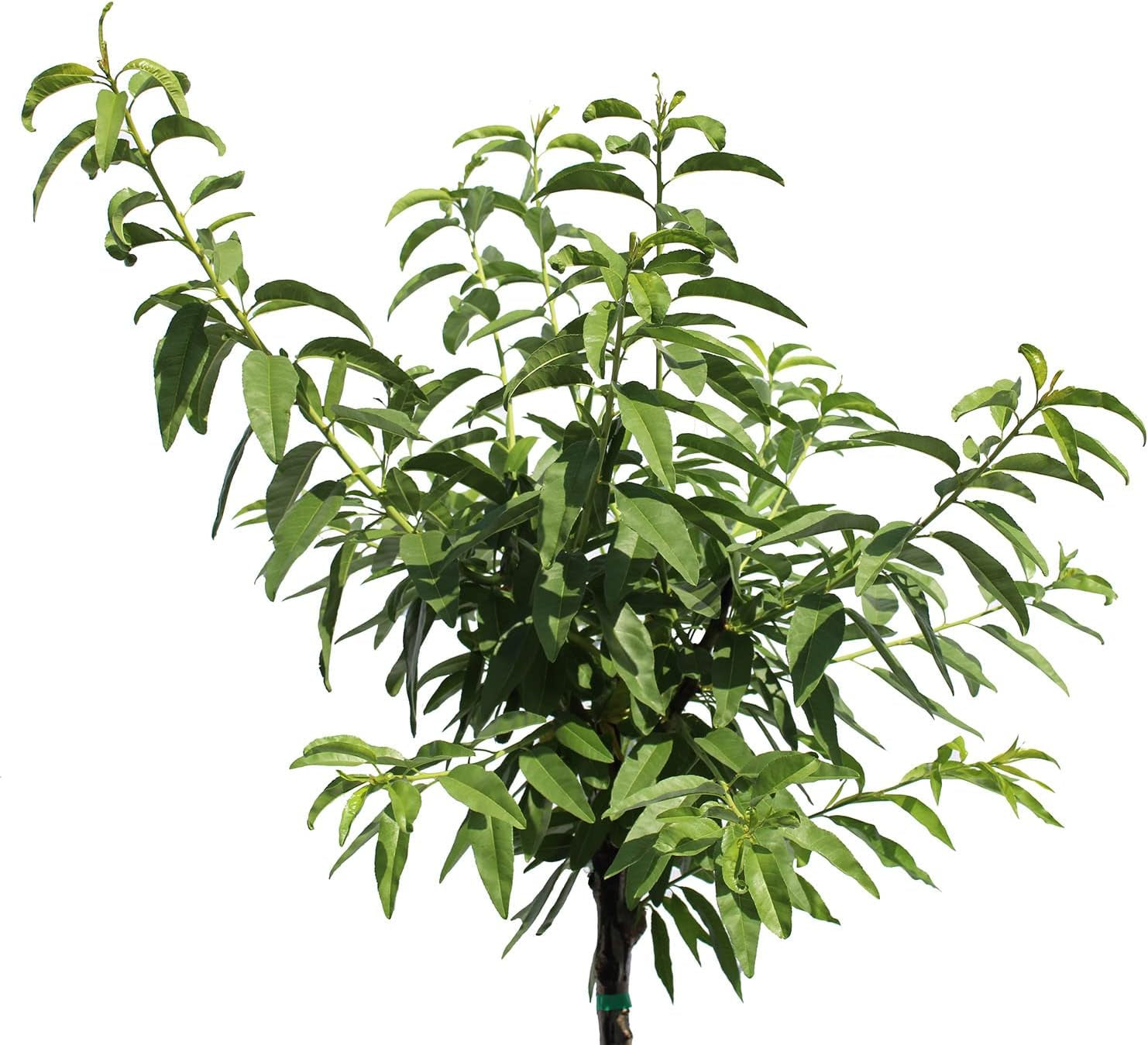 KENTIS - Mandelbaum - Prunus Dulcis - Echte Freilandpflanzen - Obstpflanze - Kulturtopf Ø 28 Cm