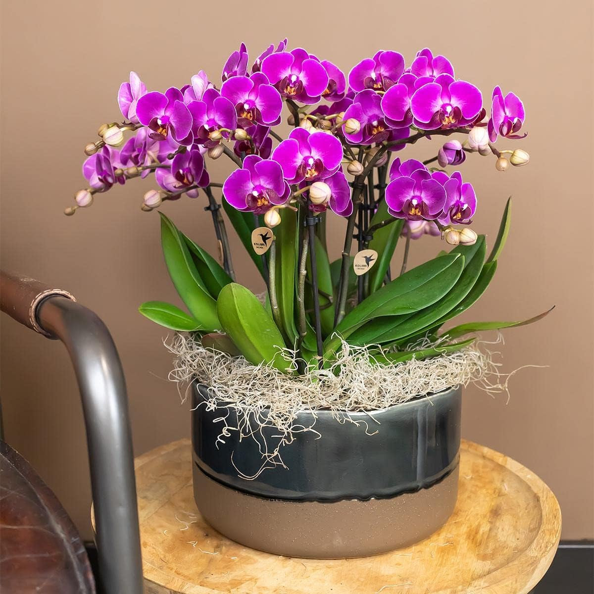 Kolibri Orchids | Lila Phalaenopsis Orchidee - Morelia - Topfgröße Ø9Cm | Blühende Zimmerpflanze - Frisch Vom Züchter