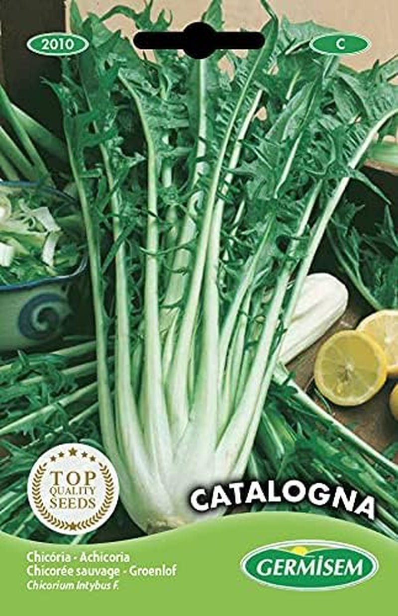 Radicchio CATALOGNA, Mehrfarbig, EC2010
