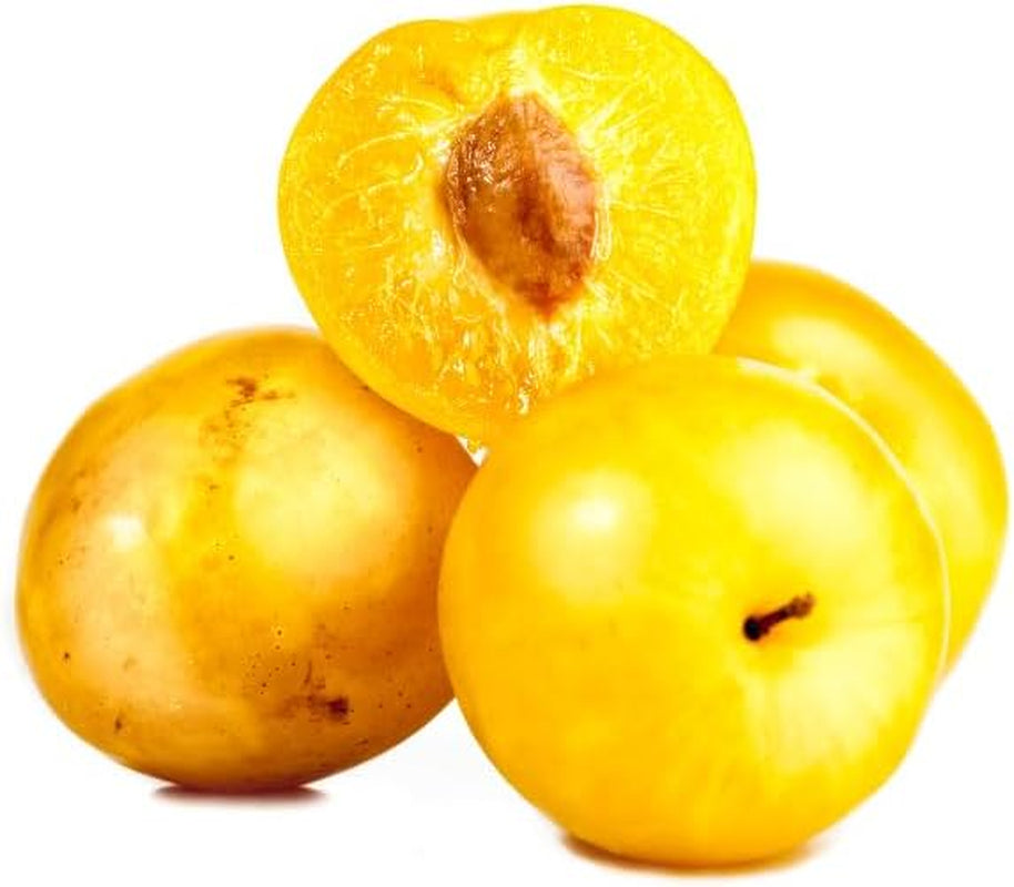 Shiro-Pflaumen Tropfen Gold -Obstpflanze Alte Frucht Auf Blumentopf 26 - Baum Max 200 Cm – 4 Jahre Anbau Italien