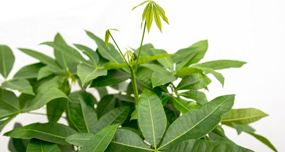 Trendyplants - Pachira Aquatica - Geldbaum - Zimmerpflanze - Höhe 110-130 Cm - Topfgröße Ø24Cm