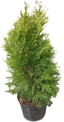 Thuja Occidentalis *Lebensbaum* Samen (Mengen Wählbar 100,250,500 Oder 1000 Samen) (500)