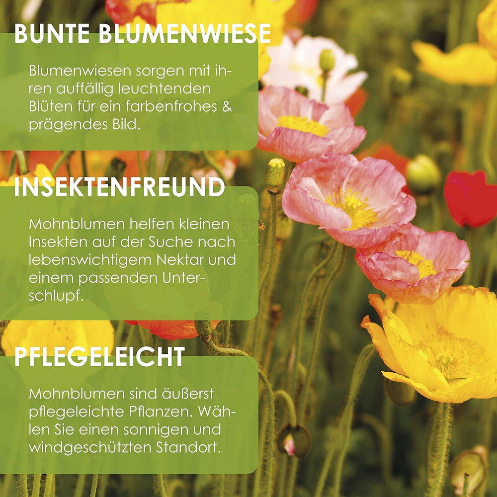 Amestec de semințe de mac islandez (Papaver nudicaule) - Maci cu înflorire frumoasă, cu o perioadă lungă de înflorire, pentru o pajiște cu flori colorate (mac islandez)