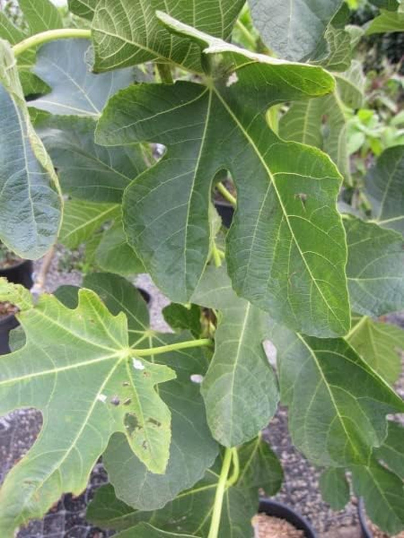 Melonenfeige - Fruchtfeige - Ficus Carica Panache - Hochstamm 90
