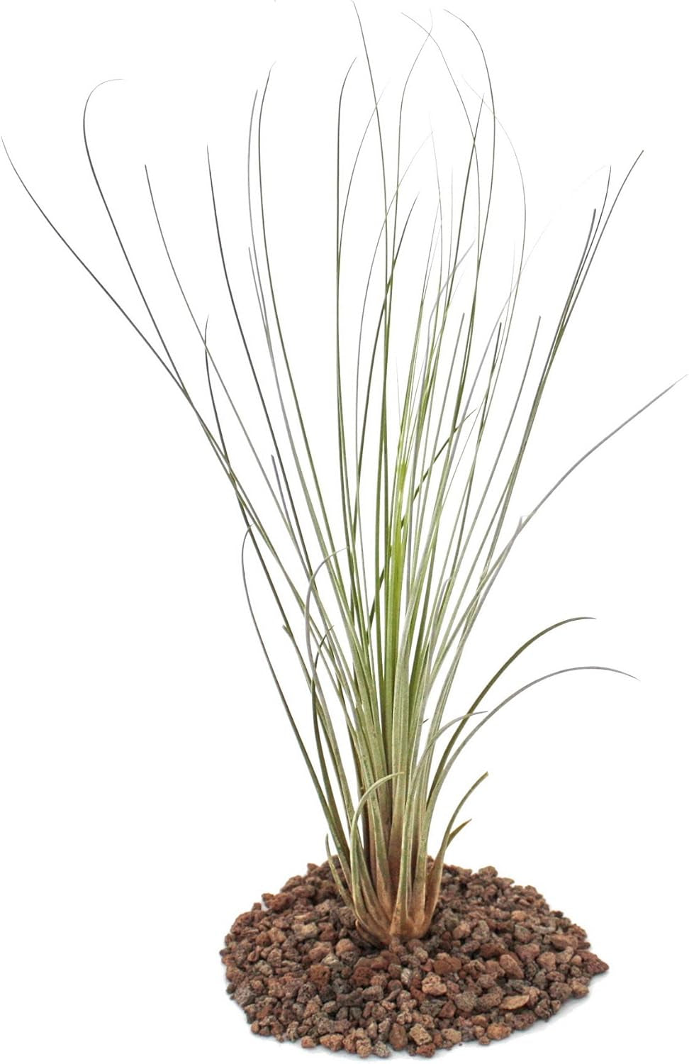 Exotenherz - Tillandsia Seleriana - Lose Pflanze - Extra-Groß