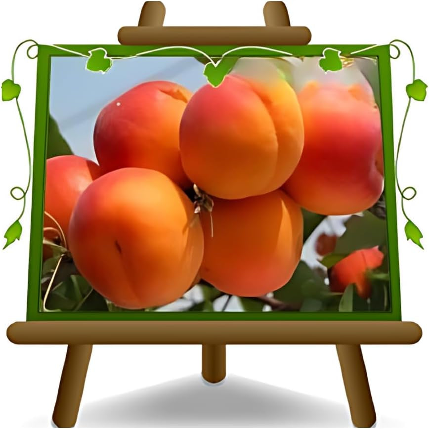 Aprikosenbaum Fracasso Obstbaum Im Topf 26 Cm Höhe Ca. 180 Cm – Alter 4 Jahre - Italienische Gärtnerei