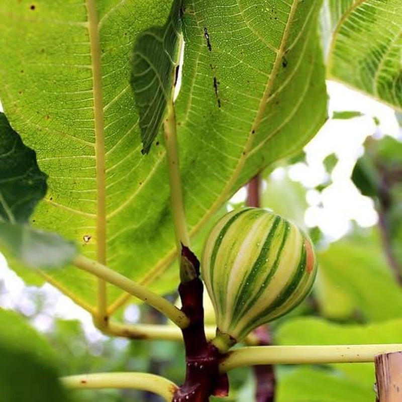 Feigenbaum Panascè – Obstpflanze Alte Sorte Topf Ø 26 Cm, Max. Wuchshöhe 180 Cm – Alter: 4 Jahre - Italienische Baumschule