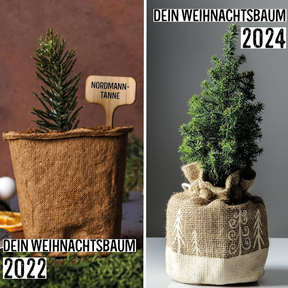 Brad de Crăciun 2030 - Semințe de brad Nordmann pentru plantarea unui brad de Crăciun, ideal ca și cadou de Crăciun Secret Santa