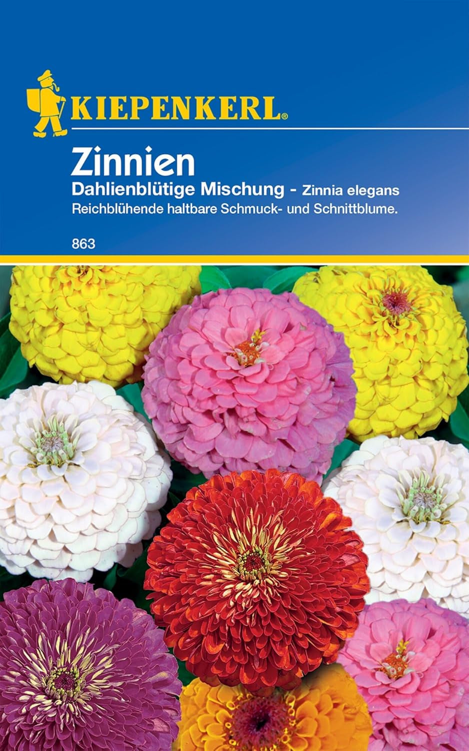 Zinnien Dahlienblütige Mischung