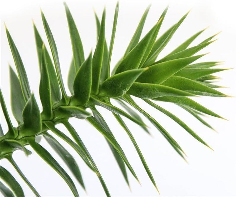 Exotenherz Chilenische Schmucktanne - Andentanne - Araucaria Araucana - Setzling Im 19Cm Topf