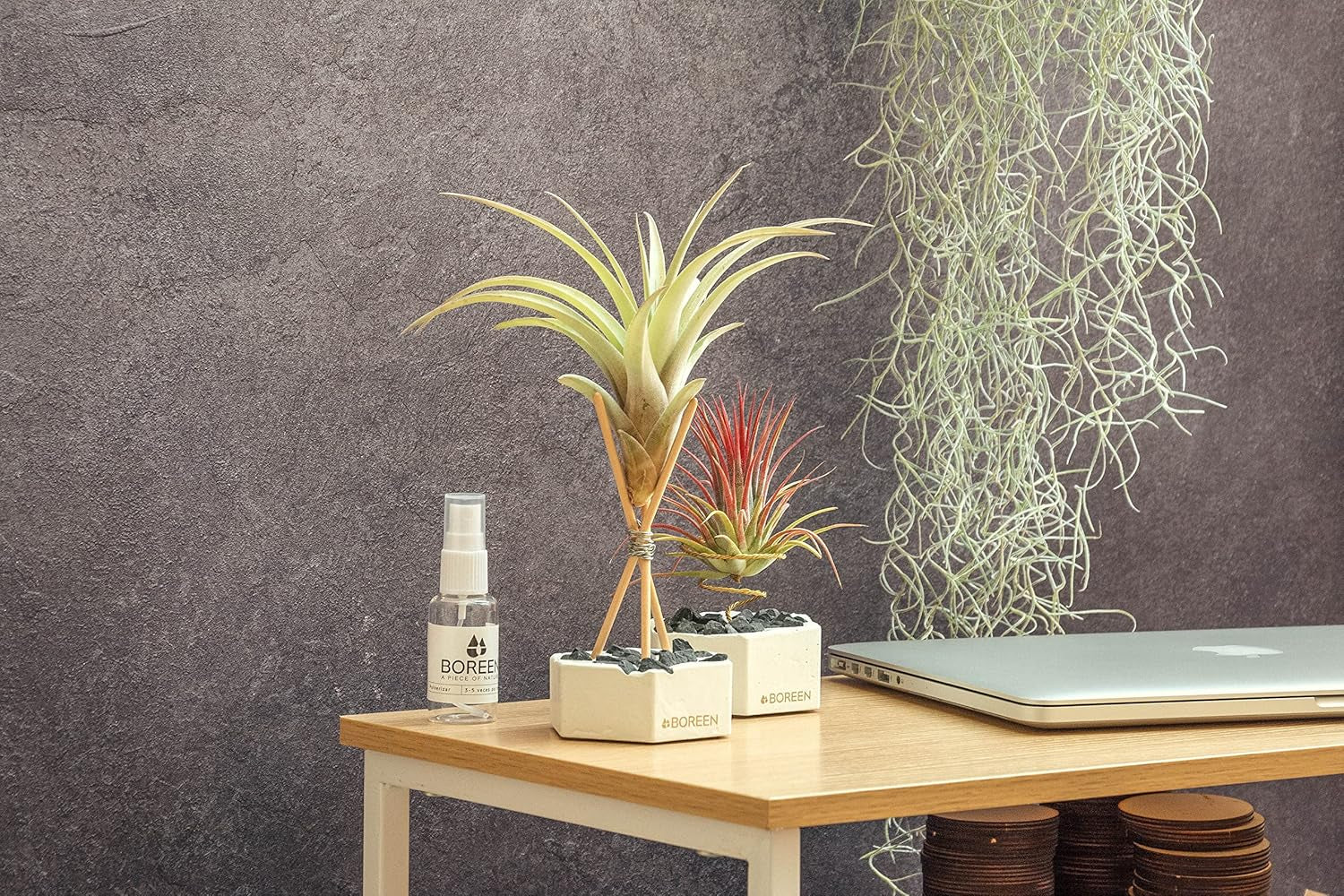Air Plant Tillandsien Usneoides - Feenhaar Weiß - Tillandsien Hängend – Hängepflanze – Hängedeko - Luftpflanzen Hängend - Feenhaar Weiß - Pflanze Ohne Erde (1, 20-30 Cm)