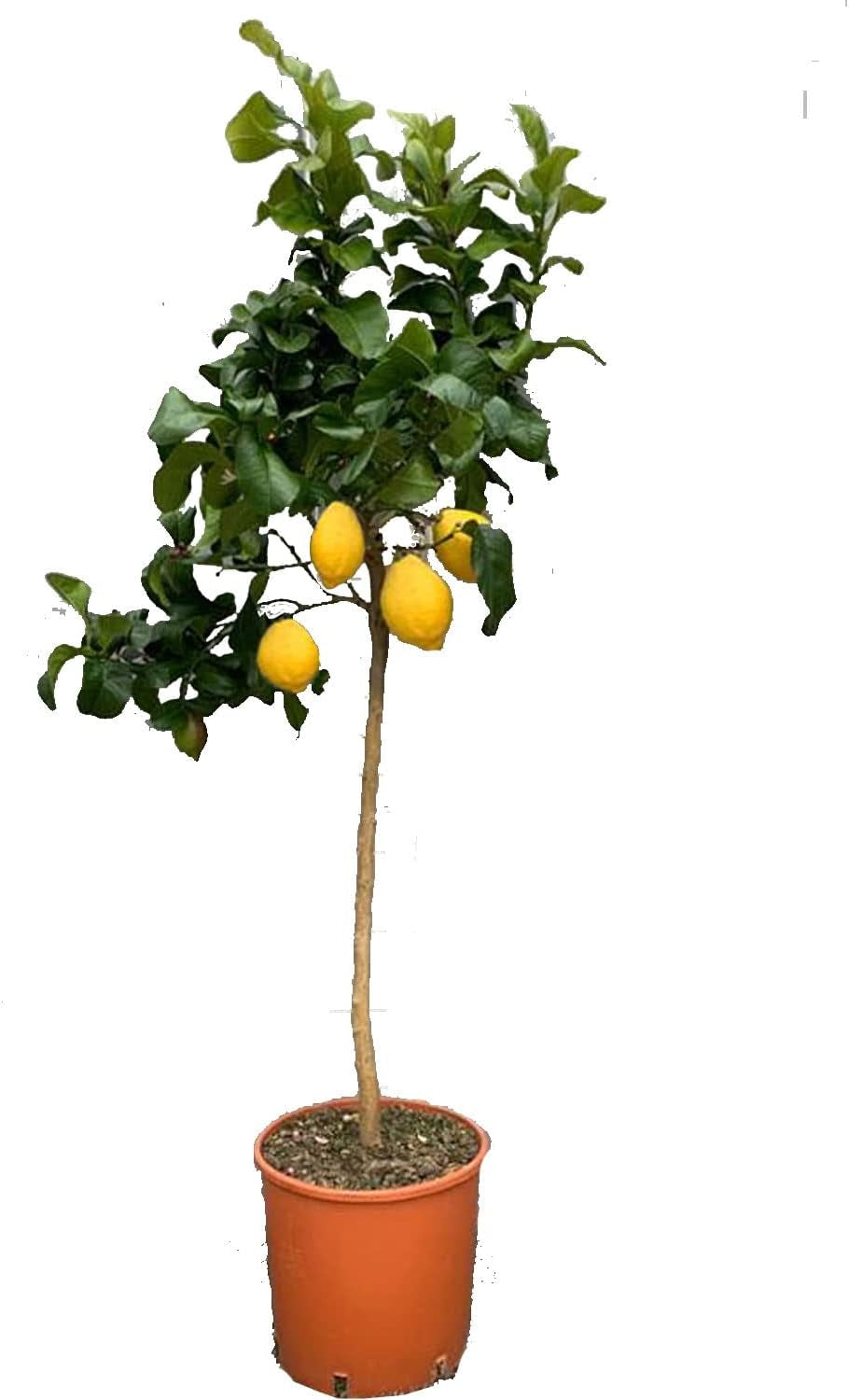 SAVINI VIVAI Zitronenpflanze, Zitrusbaum, Johannisbrotbaum, Zitronensetzling Im 20 Cm Topf, Höhe 70 Cm, 2-3 Jahre Veredelung, Hergestellt in Italien
