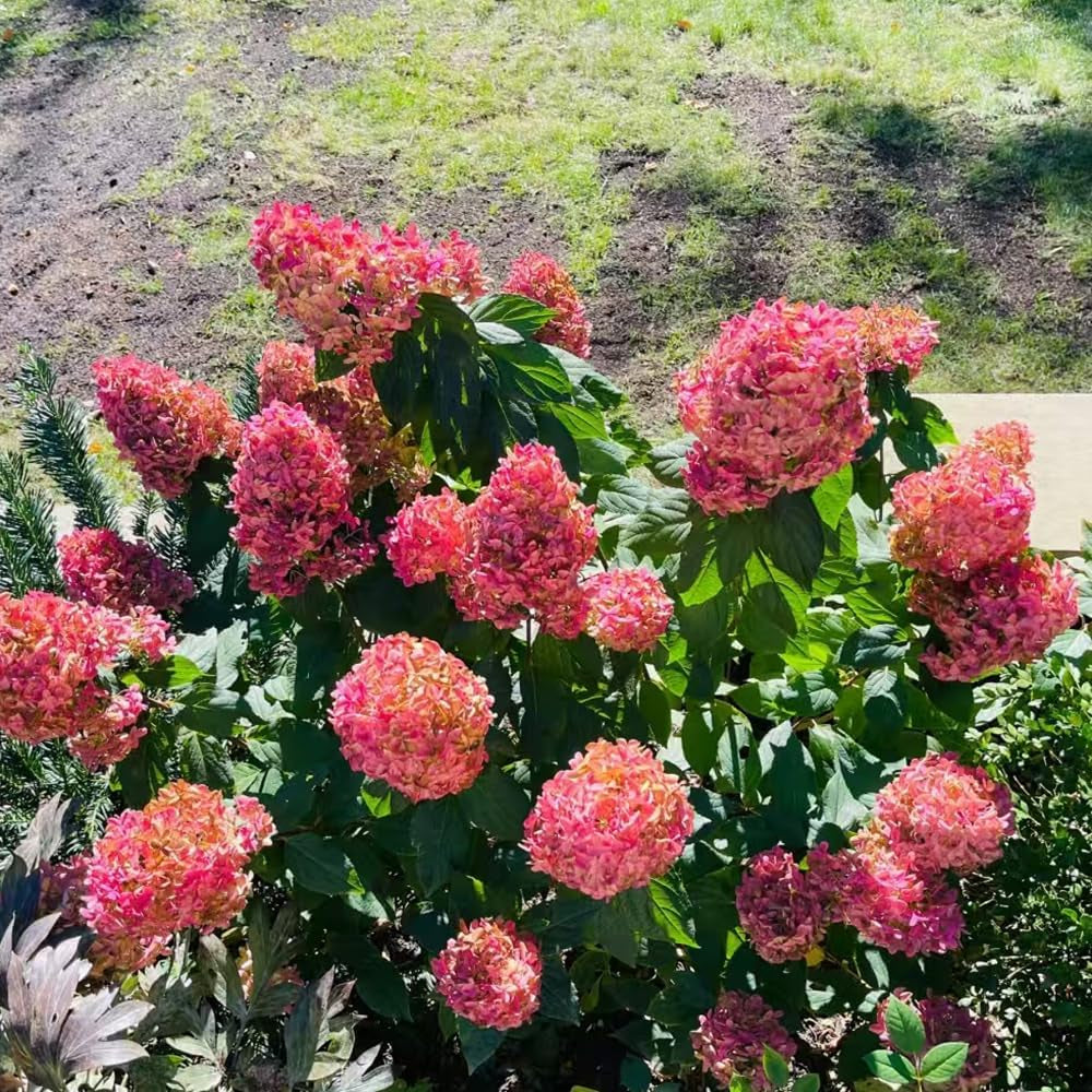 Hortensien Rispenhortensie Winterhart Pflanztopf Rispenhortensien Garden Blumensamen Blühende Sträucher Winterhart 45Samen