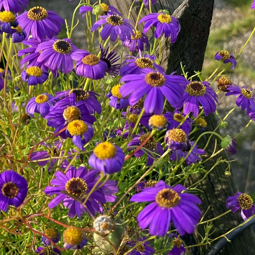 Margaretă albastră (Brachyscome iberidifolia) aprox. 500 de semințe ale florii anuale de balcon, plantă de ghiveci cu înflorire lungă, floare de vară