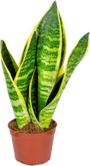 Bloomique - Sansevieria Superba - Bogenhanf - Sukkulenten - Zimmerpflanzen - Sehr Pflegeleicht - Höhe 20-30 Cm - Topf 9 Cm