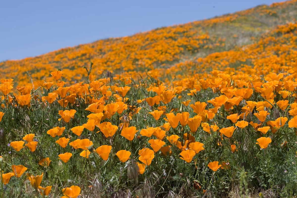1000 de semințe de mac californian (Eschscholzia californica), pajiște cu flori sălbatice, pășune cu albine.