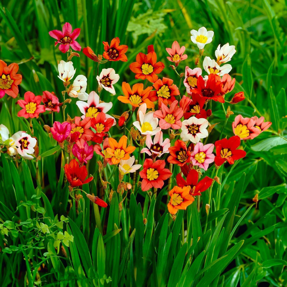 Blumenzwiebeln | Zwiebeln von den besten niederländischen Produzenten | Auswahl und Qualitätskontrolle | Blühgarantie. (15 Crocosmia Mischung)