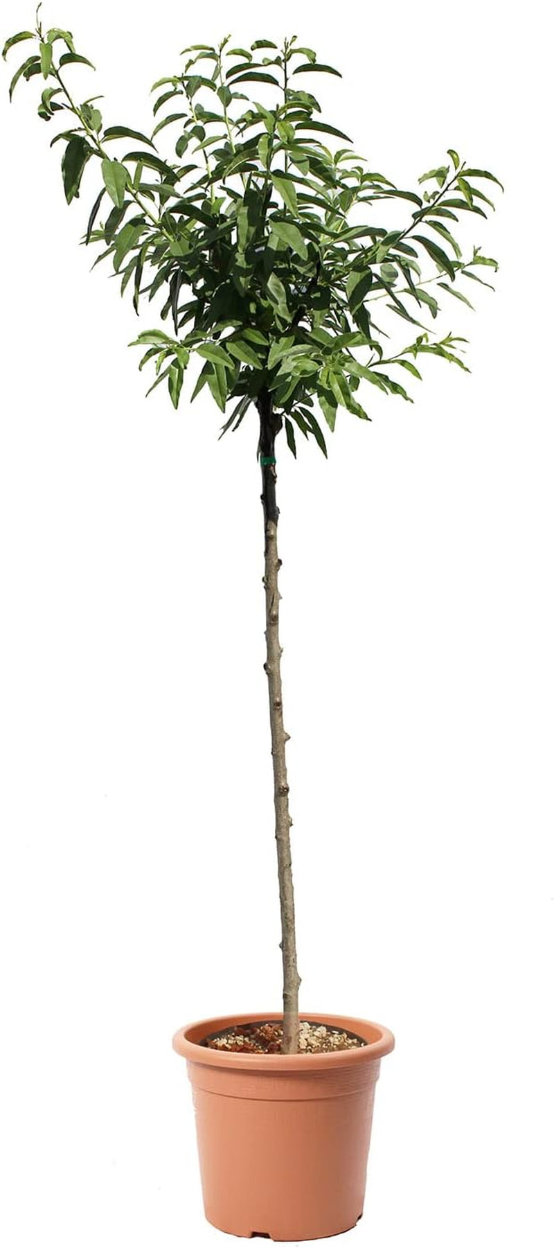 KENTIS - Mandelbaum - Prunus Dulcis - Echte Freilandpflanzen - Obstpflanze - Kulturtopf Ø 28 Cm