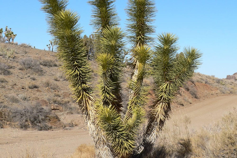 SAFLAX - Joshua Tree - 10 Samen - Yucca Brevifolia