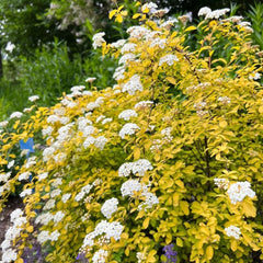 Spiraea, Spiraea Salicifolia, Winterharte Für Garten Sträucher Blumensamen Gastgeschenk Winterfeste Für Balkon Gartenarbeit Geschenk Gartenpflanzen 80Samen