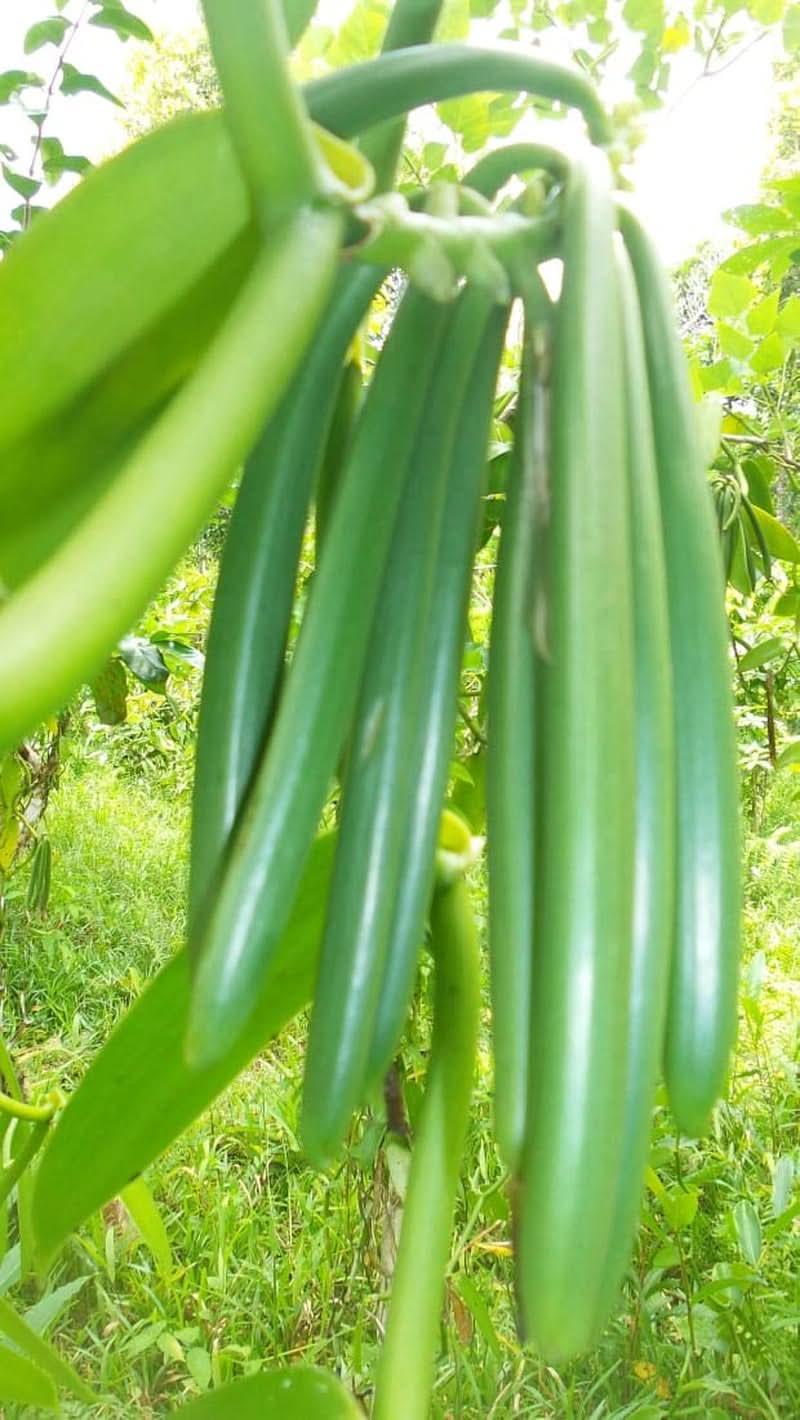 Vanillepulver 50 g, gemahlenes Vanillepulver 100 % reine Aromen Naty Shop