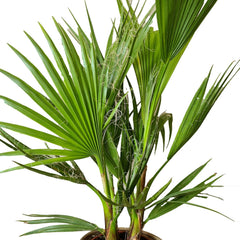 Bloomique - 2Er Set - Washingtonia Robusta - Mexikanische Fächerpalme - Palme - Winterharte Balkonpflanzen - Gartenpflanzen Winterhart - Höhe 80-100 Cm - Topf 21 Cm