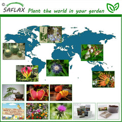 SAFLAX - Bonsai - Felsenkirsche - 30 Samen - Prunus Mahaleb